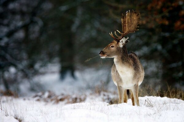 Forest deer of the snow-covered forest