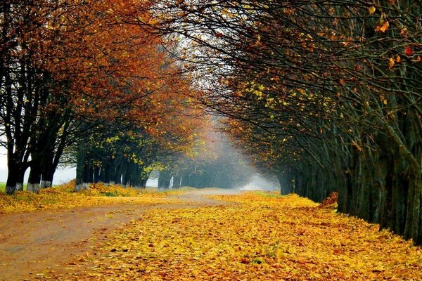 Il vicolo autunnale è pieno di fogliame