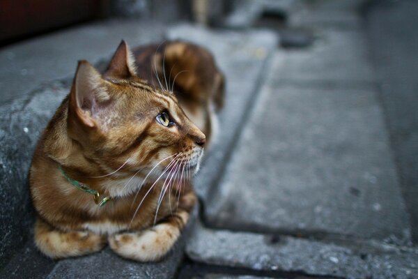 Gato pelirrojo con bigote largo