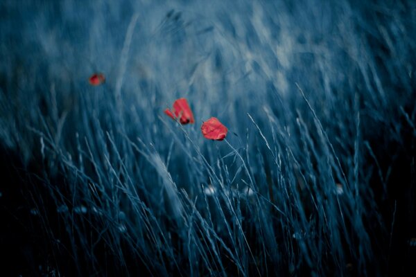 Rote Blumen und Gras auf dunklem Hintergrund