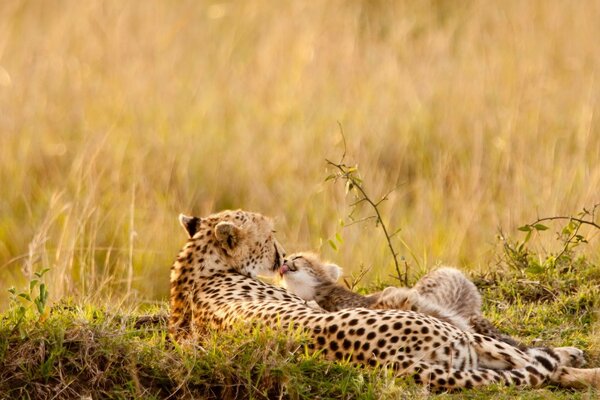 Cheetah in the wild with a cub