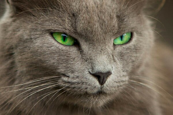 Gato doméstico, olhos verdes