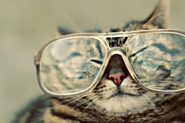 Retrato de un gato ciego con gafas