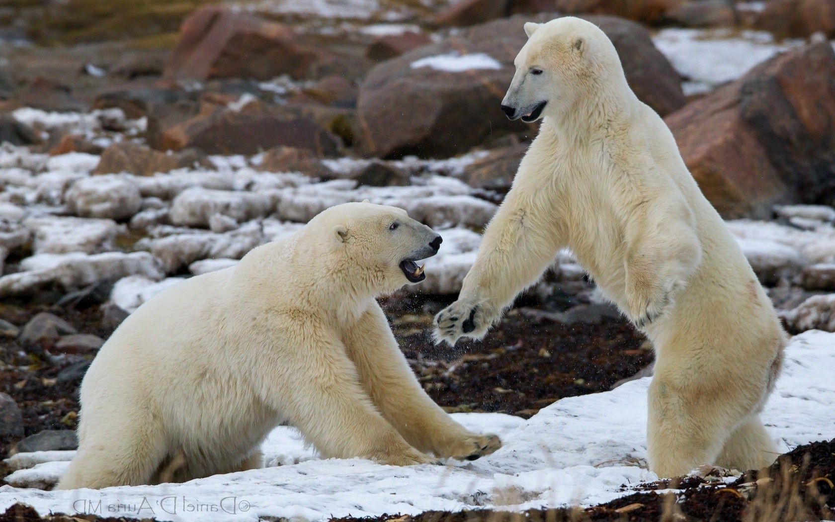 niedźwiedzie mroźny polarny dzika przyroda ssak natura tundra na zewnątrz lód dwa zima woda dziki futro