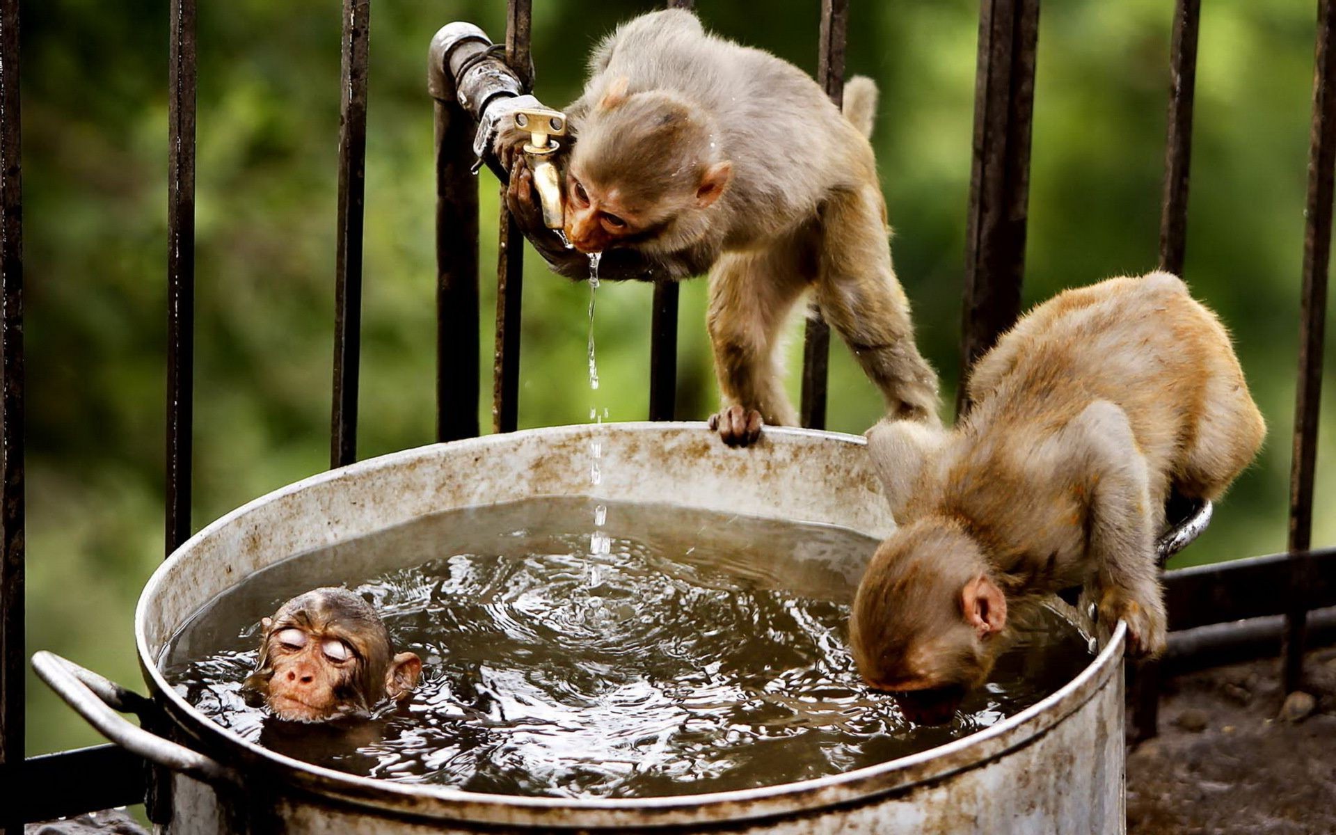 primaten säugetier affe ein vorsteher niedlich essen lustig tierwelt