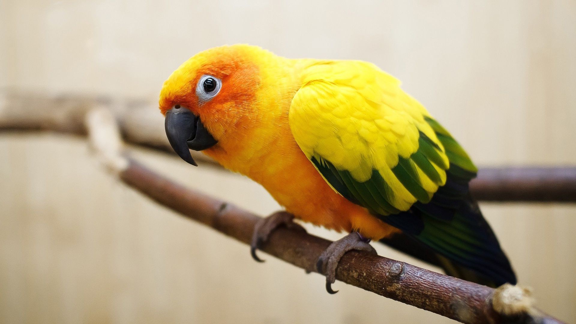 animals parrot bird wildlife zoo macaw animal parakeet beak tropical wild avian feather nature wing exotic cute