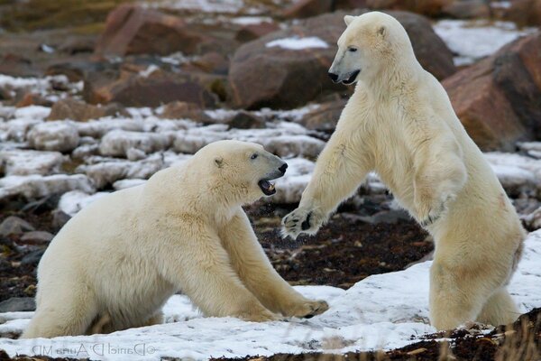 Les ours polaires aiment se faire dorloter le matin glacial