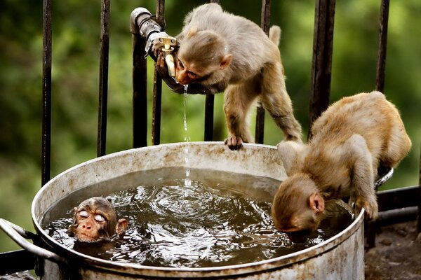 Tres pequeños monos juegan con agua