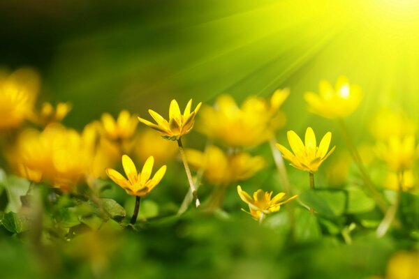 Yellow flowers in the sun