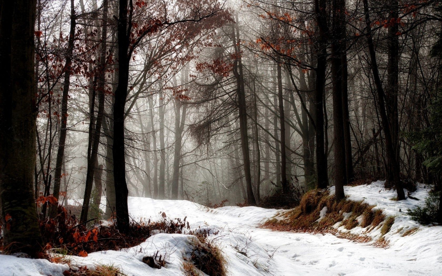 foresta inverno neve albero paesaggio legno freddo stagione natura gelo ghiaccio congelato tempo parco scenico autunno ramo all aperto bel tempo paesaggio