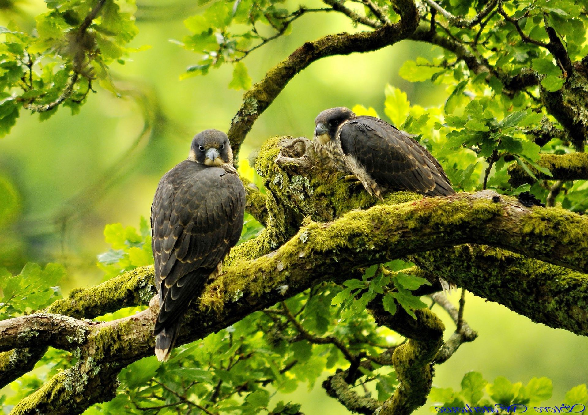 animaux oiseau nature la faune à l extérieur arbre sauvage animal