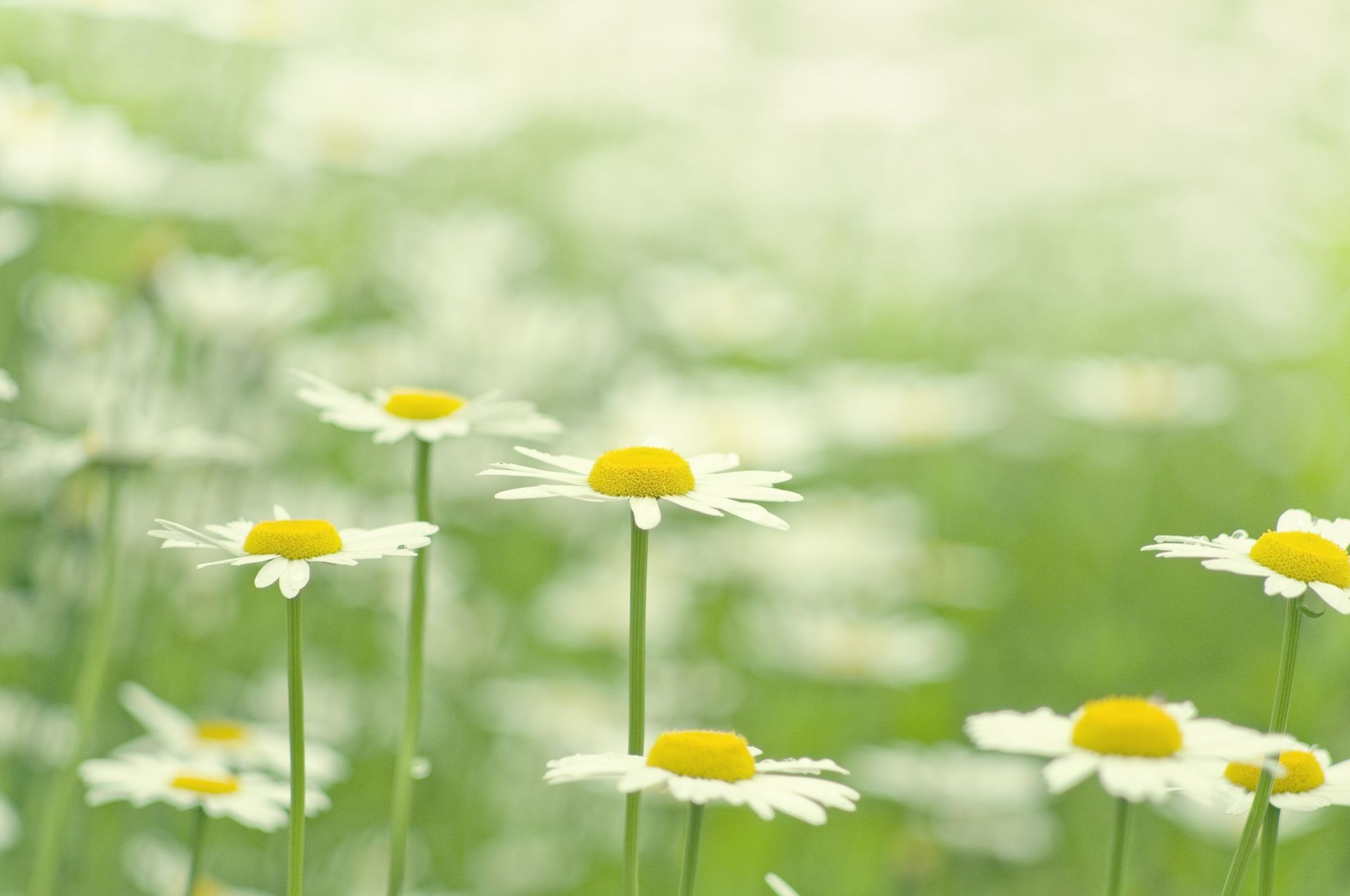 marguerites nature été herbe flore beau temps croissance feuille champ fleur foin à l extérieur rural lumineux flou