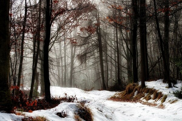 Cupo foresta in una serata invernale