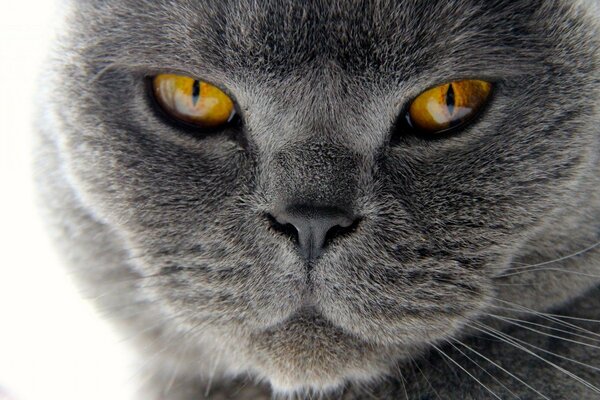 Gatto grigio scuro che guarda l osservatore