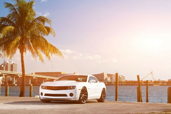 White car next to a palm tree near the sea