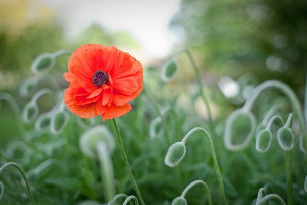 Leuchtend orange Blume vor dem Hintergrund von nicht aufgelösten Blumen