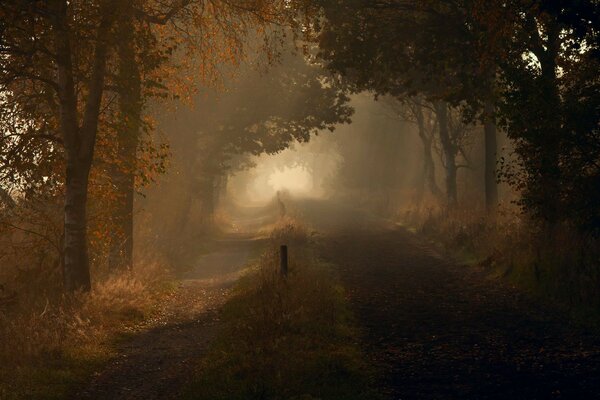 Nature light morning autumn road drops