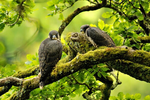 Les oiseaux sont assis sur une branche d arbre envahie par la mousse