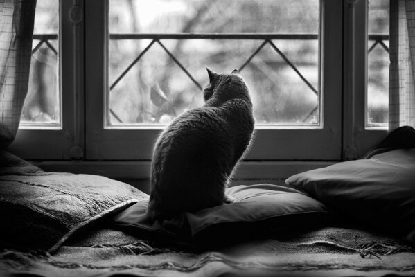 Кішка на ліжку перед вікном