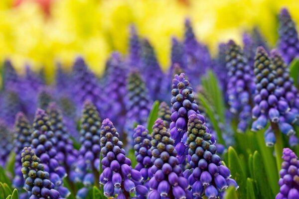 Ein Feld aus einer großen Anzahl von lila Blüten