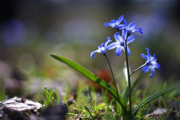 Beautiful spring blue flowers