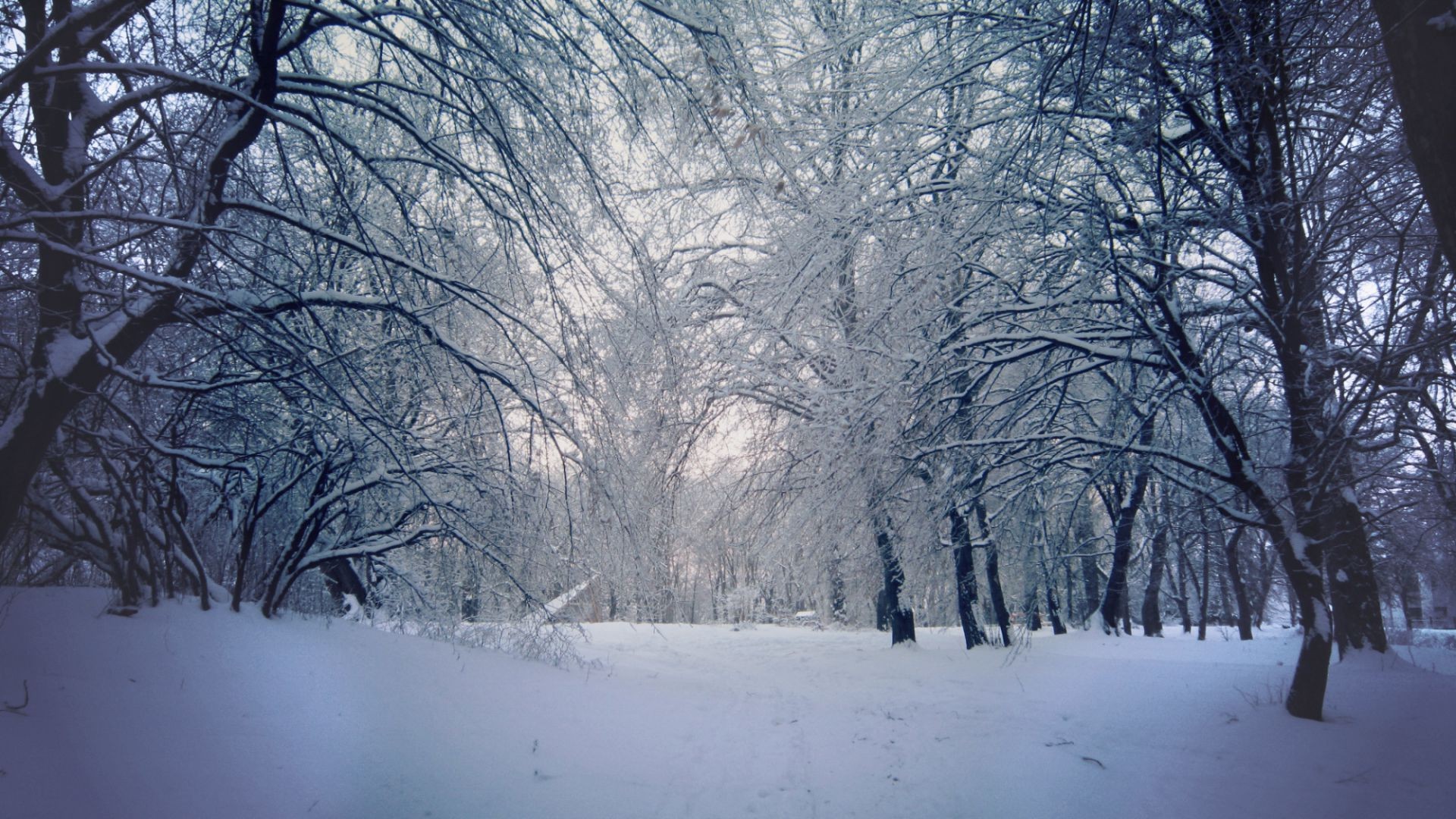 hiver neige froid gel arbre congelé météo bois paysage glace saison branche brouillard scénique givré neigeux neige-blanc tempête de neige scène parc