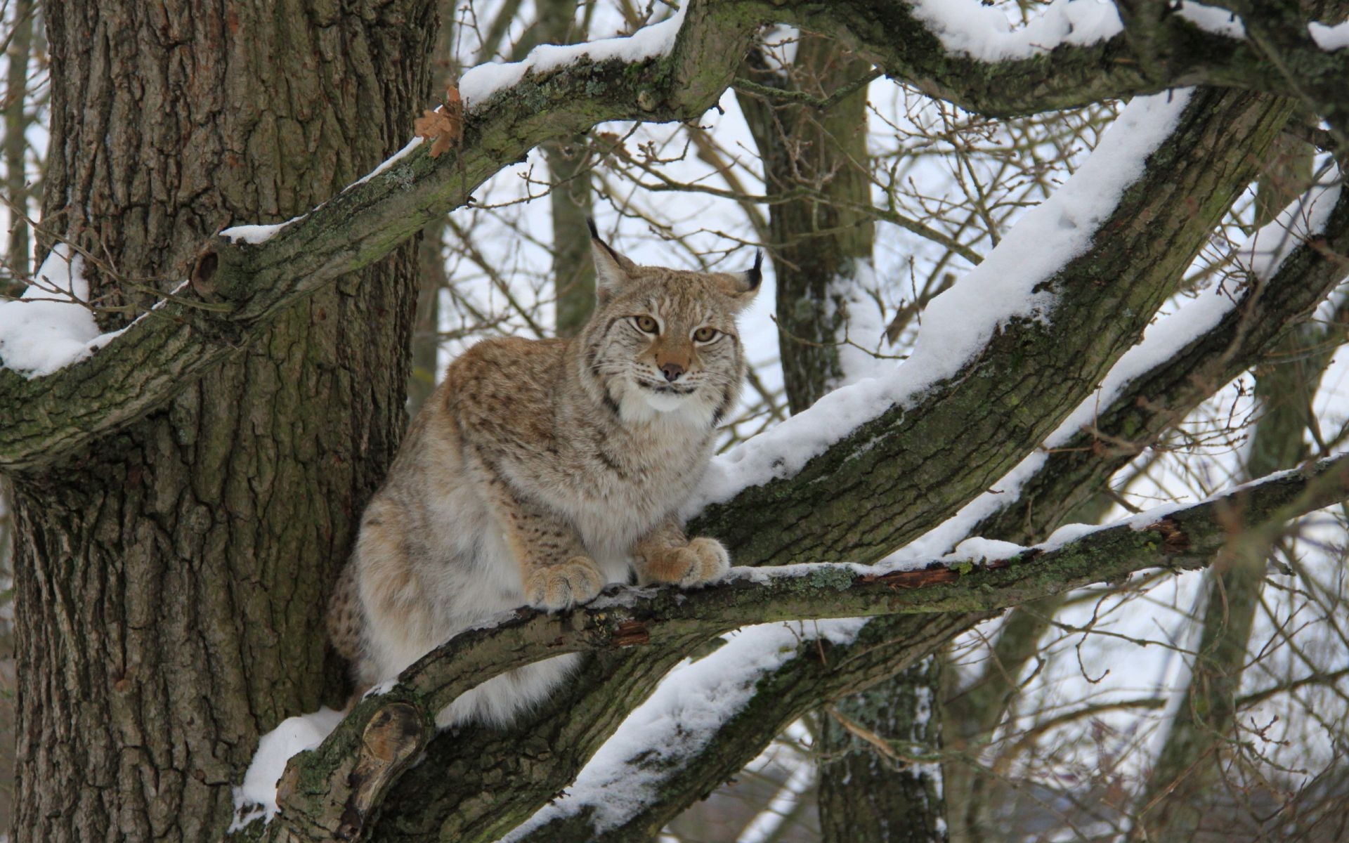 animals tree nature wood wildlife winter outdoors mammal snow animal cat wild predator