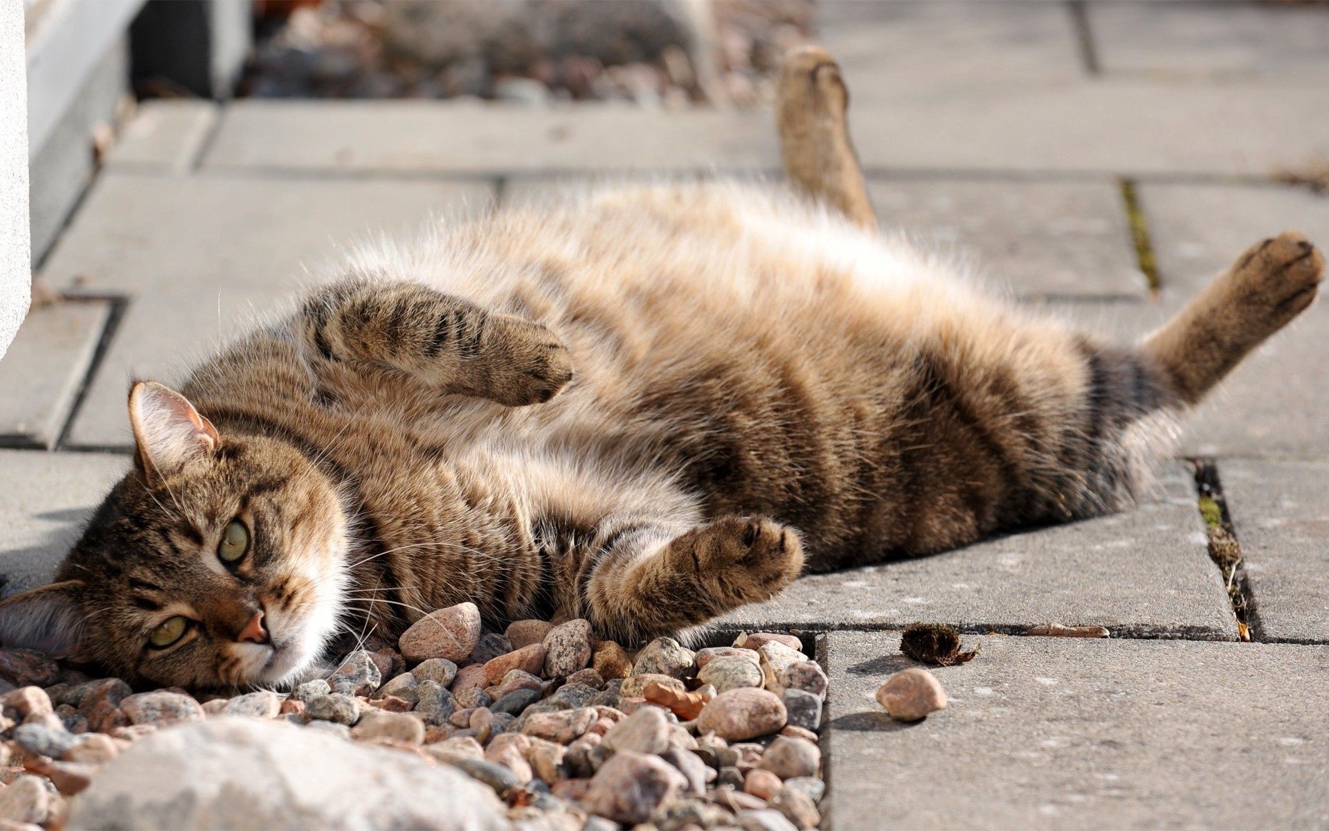 chats chat chaton animal mignon mammifère fourrure animal de compagnie domestique nature oeil peu portrait jeune gris aperçu tabby adorable sommeil cheveux curieux