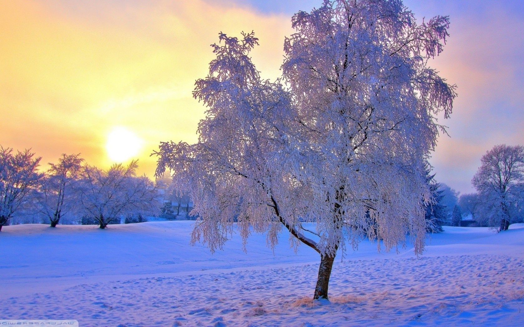 invierno árbol nieve amanecer temporada paisaje madera escarcha frío buen tiempo naturaleza congelado escénico rama sol tiempo parque hielo sangre fría