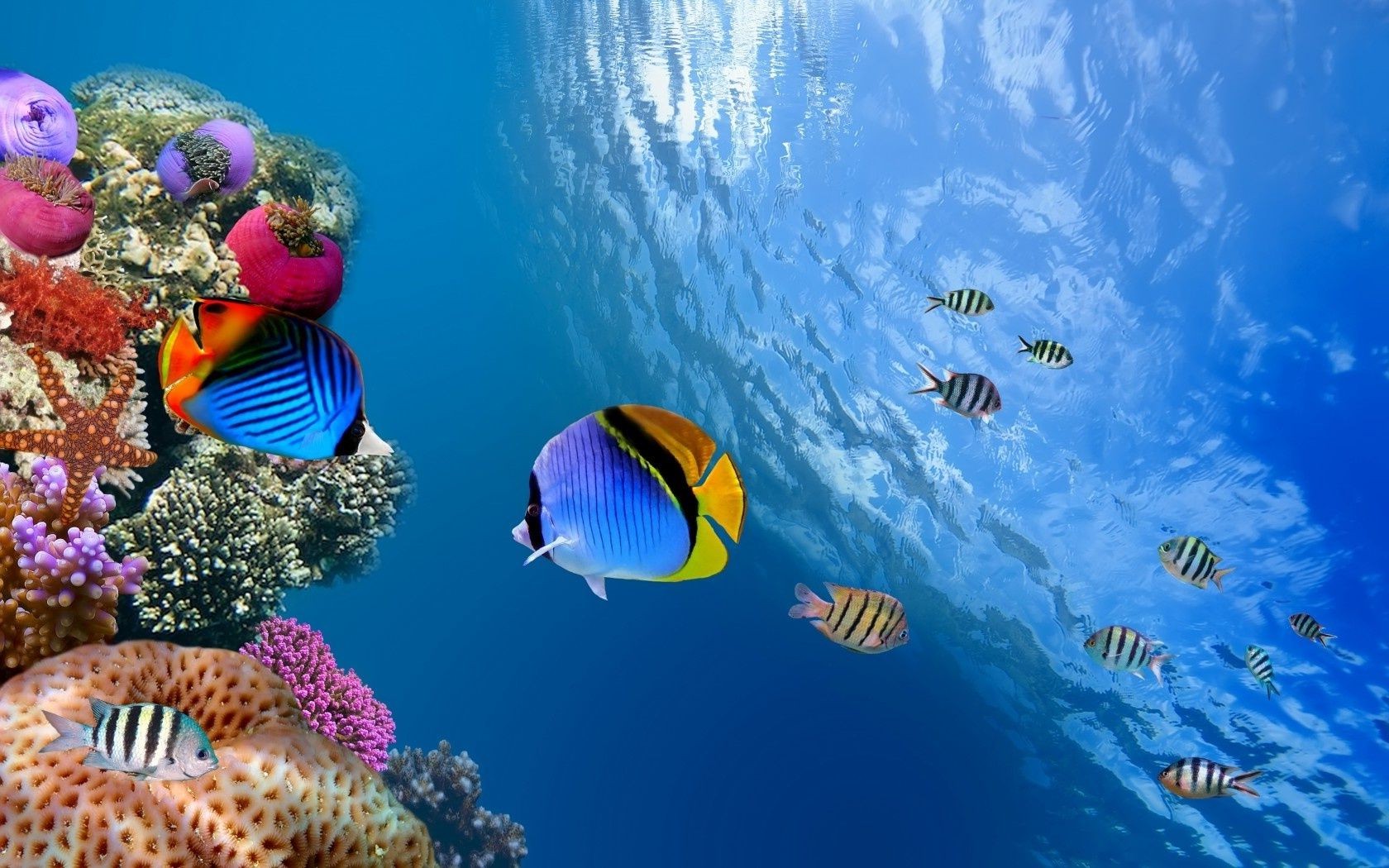 动物 水下 鱼 珊瑚 礁 海洋 热带 水 水族馆 潜水 海 游泳 深 海洋 自然 潜艇 浮潜 无脊椎动物 野生动物 深度