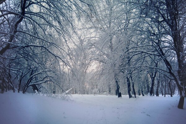 Hiver joliment nature ciel arbres