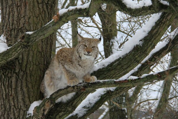 Ein Schneeleopard sitzt auf einem Baum