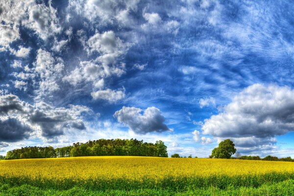 Blick auf das Kamillenfeld und den schönen blauen Himmel