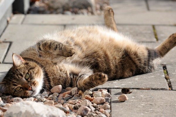 Eine lustige Katze liegt auf dem Rücken