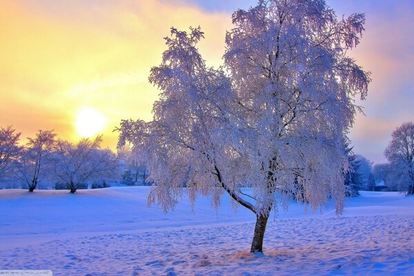 Mattina gelida invernale. Gli alberi vestiti con pellicce favolose