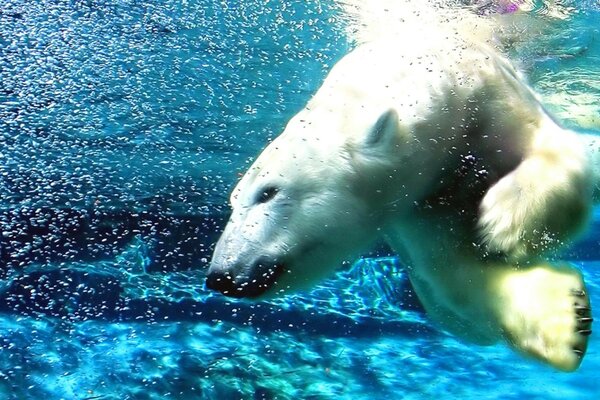 Un oso polar nadando bajo el agua