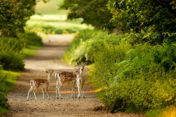 Cerfs debout sur le prop dans la forêt