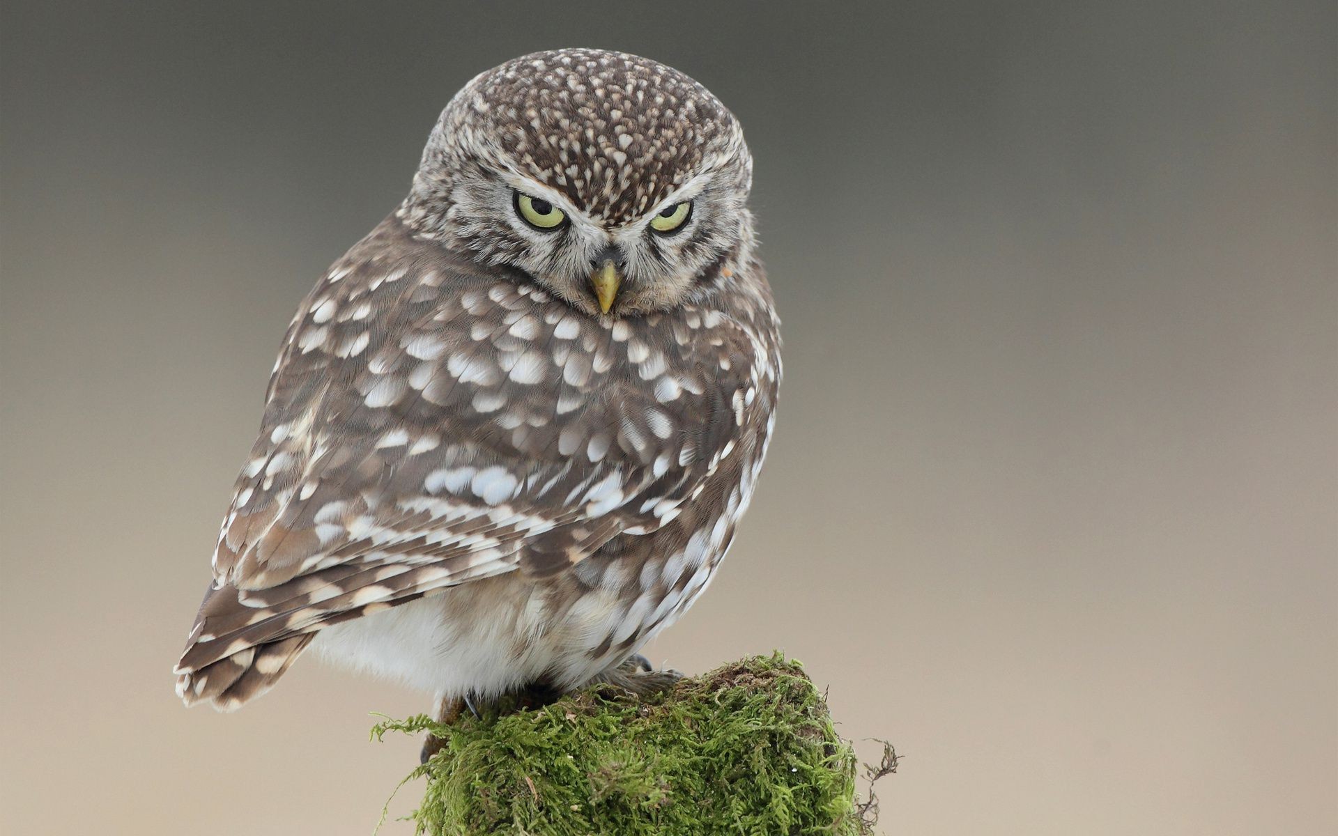 animaux oiseau faune nature hibou à l extérieur animal