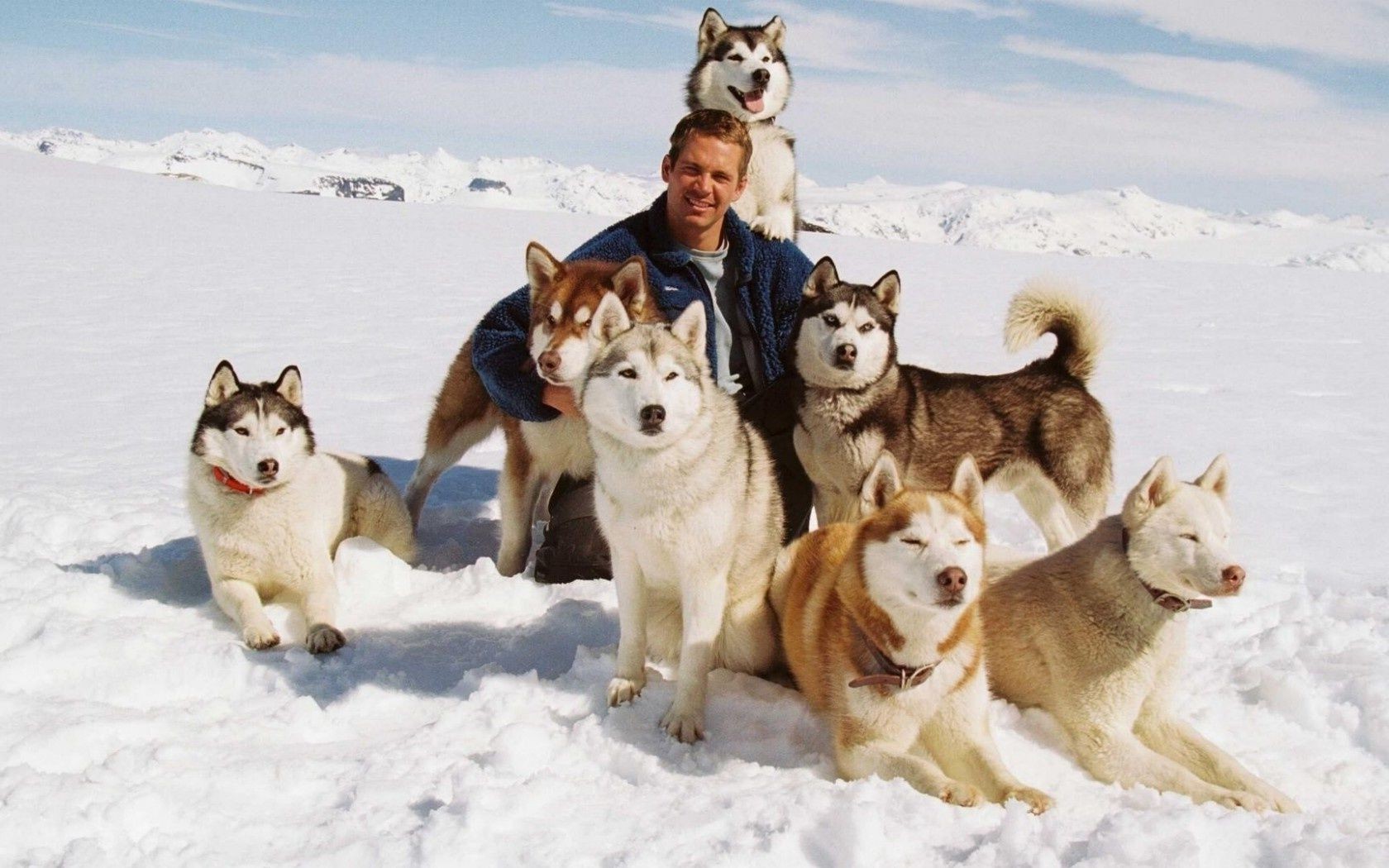 movies snow winter dog mammal canine frosty sledge animal sled portrait pet polar friendship cute two cold eskimo puppy