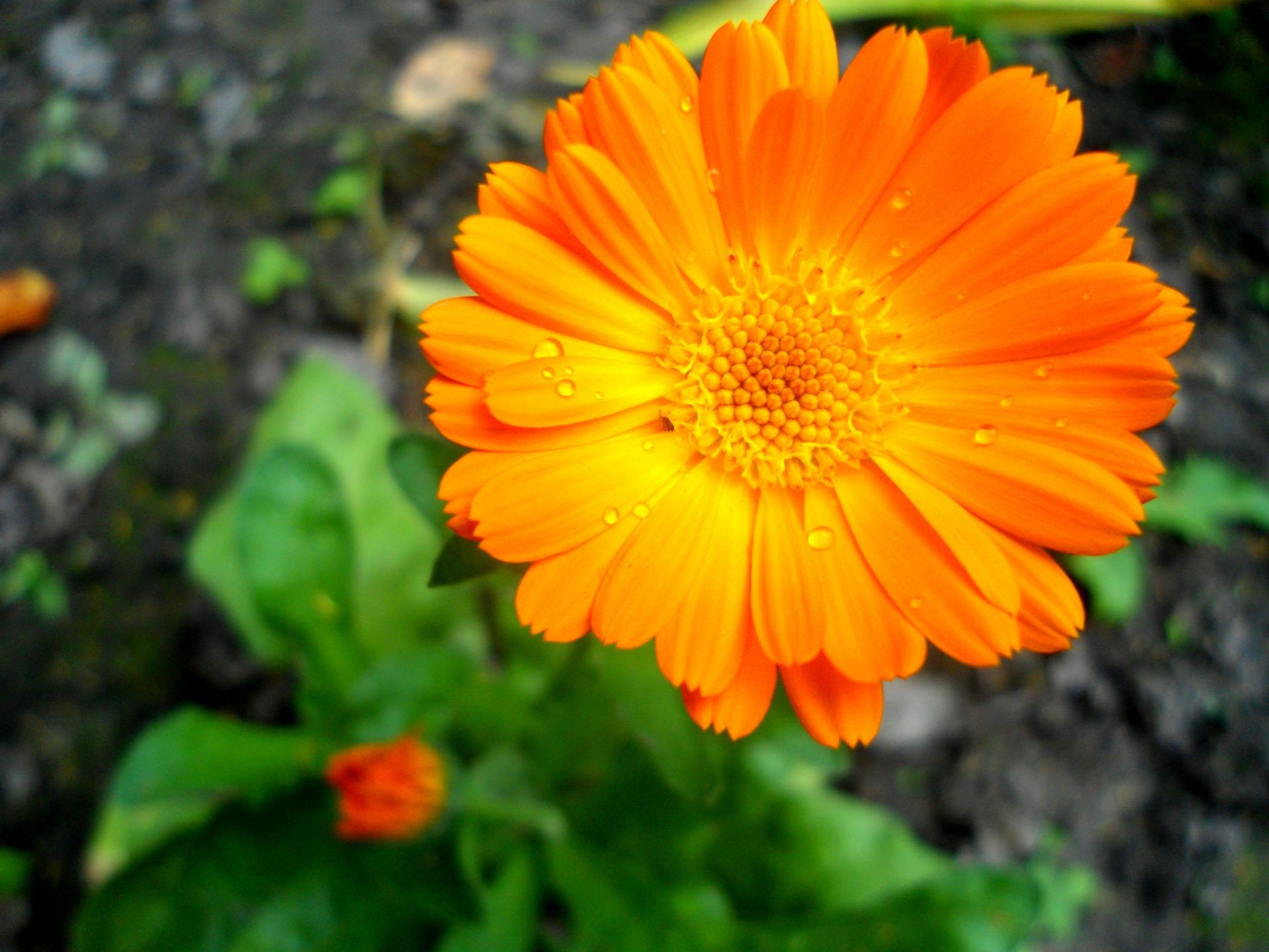 flowers nature flower flora summer garden petal blooming color leaf floral bright season beautiful close-up