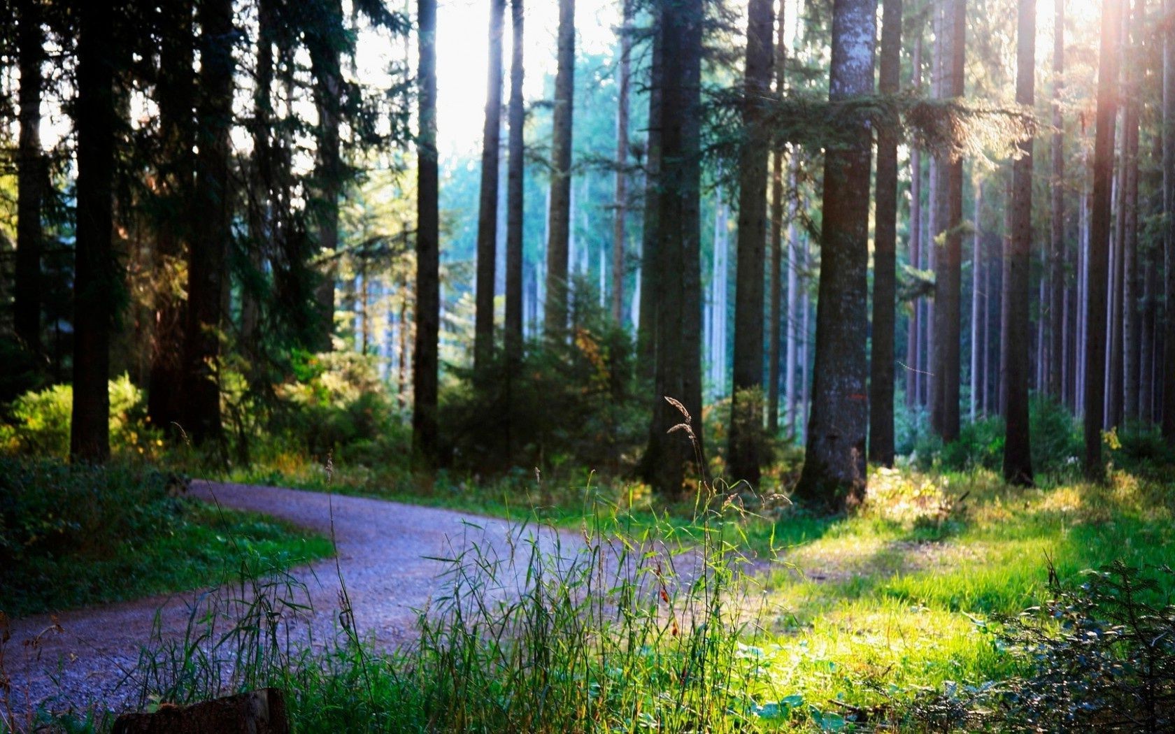 foresta legno natura albero parco paesaggio alba foglia autunno luce bel tempo nebbia nebbia ambiente scenico all aperto guida sole stagione luce del giorno