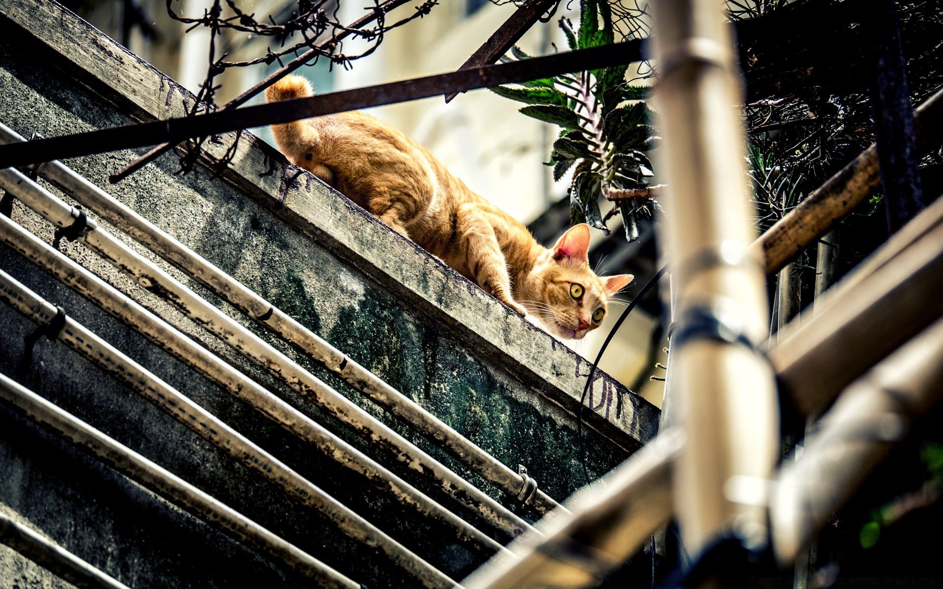 estilo urbano ao ar livre natureza comida