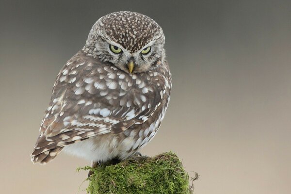 A sitting owl with a gaze