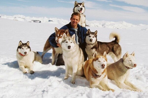 Sled dogs sat down to rest with the owner