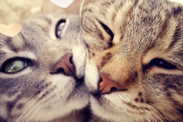 Deux chats câlins ensemble