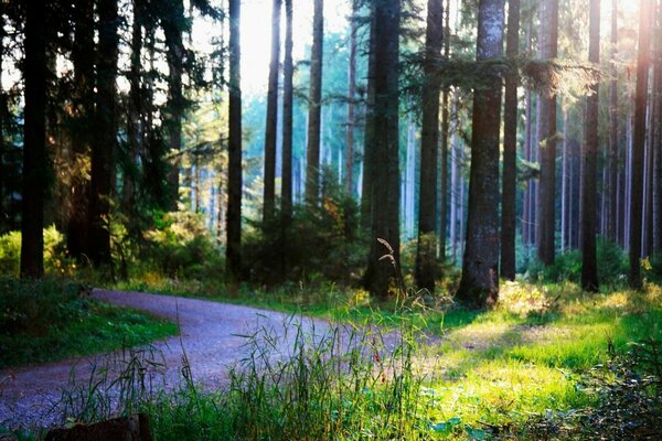 Mattina nella foresta tranquilla