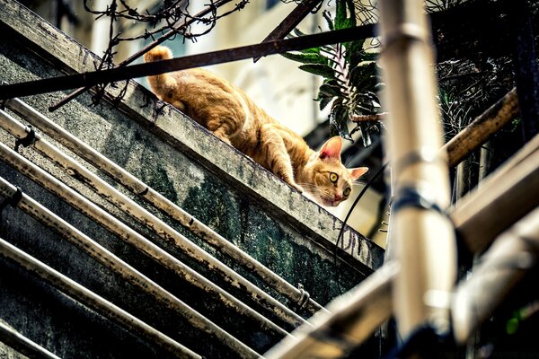 Gato na rua em busca de comida