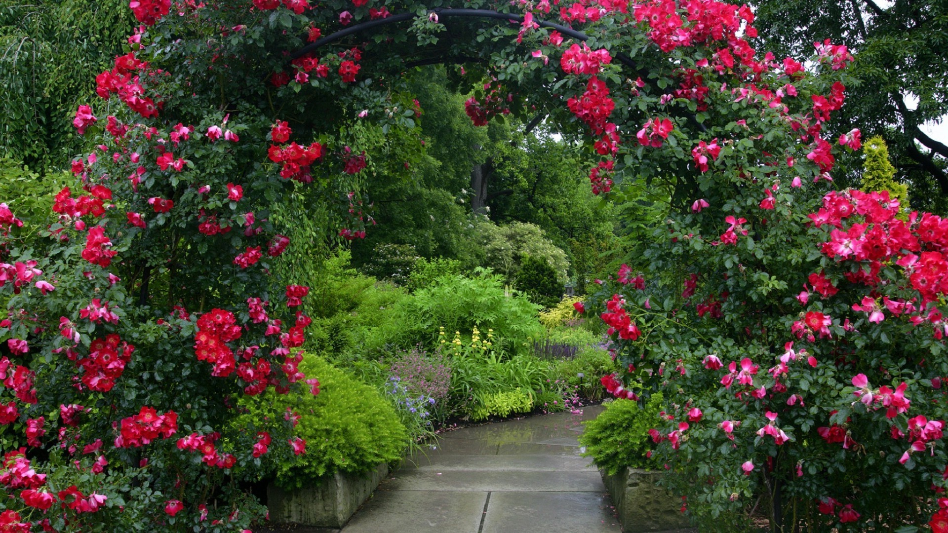 ogrody kwiat ogród flora krzew lato natura rododendron liść wzrost bluming na zewnątrz geranium botaniczny drzewo róża sezon kwietnik