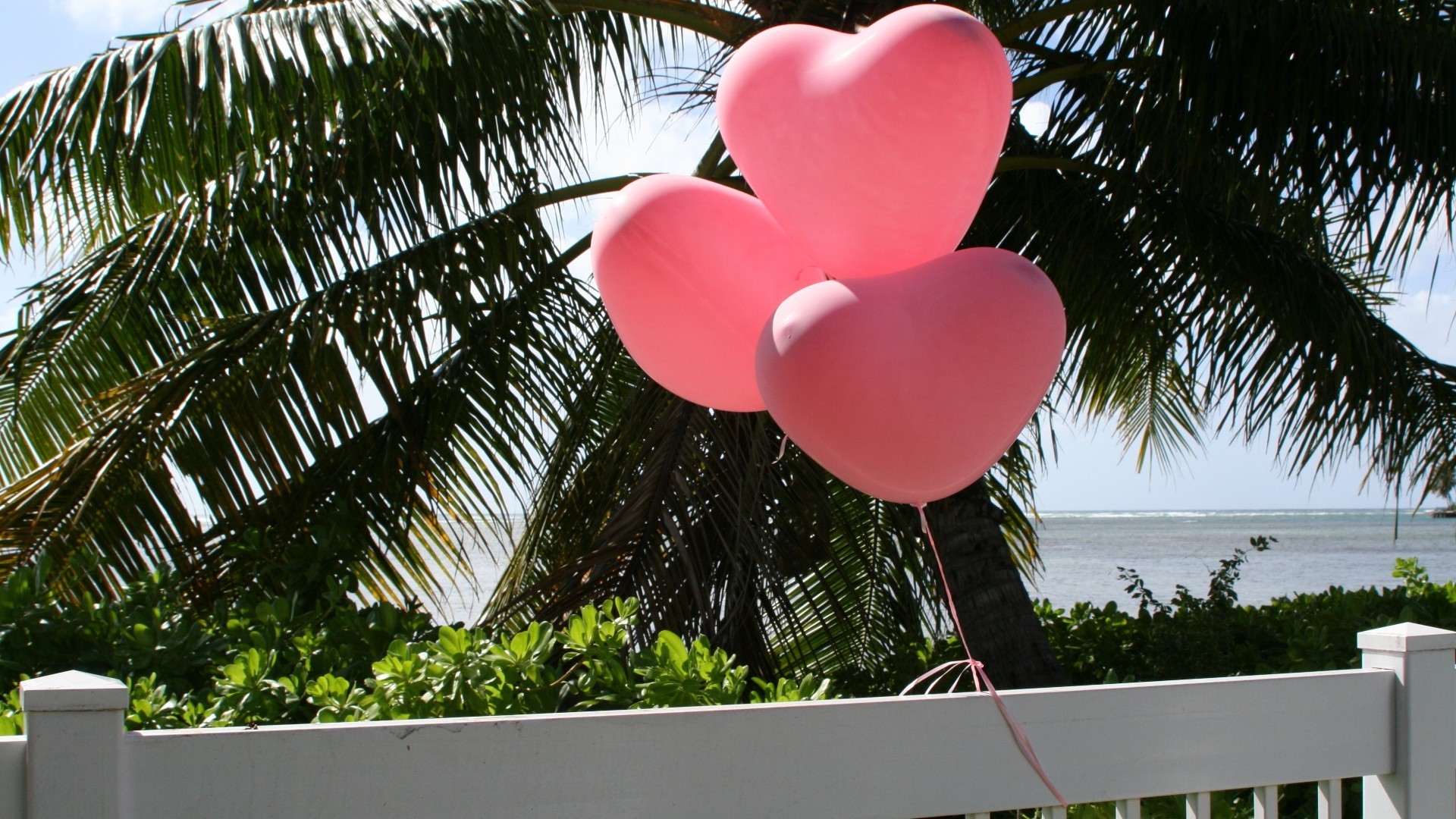 hearts tropical tree romantic nature vacation summer exotic romance garden palm flower resort