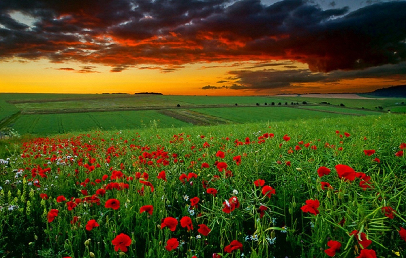 zachód słońca i świt pole wiejski kwiat siano poppy natura rolnictwo trawa krajobraz wieś farma flora lato wzrost na zewnątrz sezon jasny kraj pastwisko